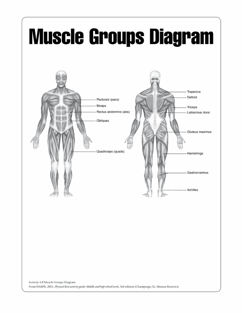 Printable Human Muscle Chart Anatomy Worksheets