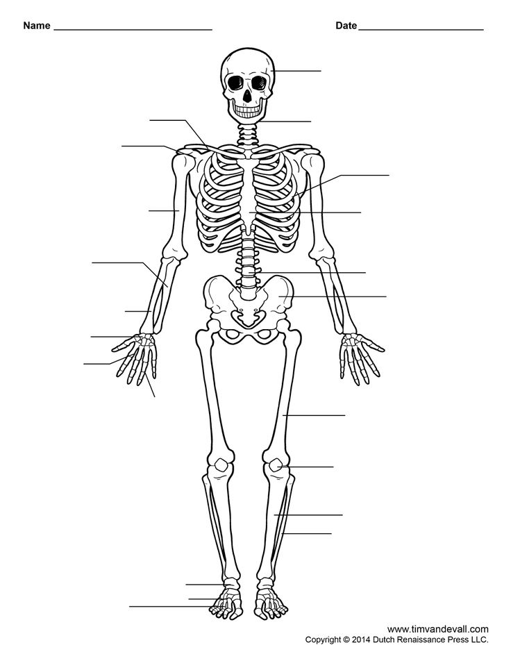 Printable Human Skeleton Worksheet For Students And Teachers Human 