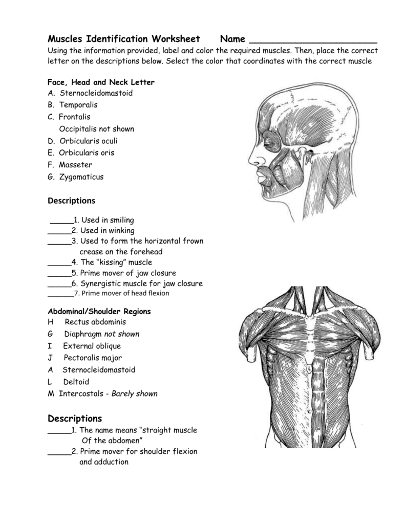 Printable Muscle Labeling Worksheet