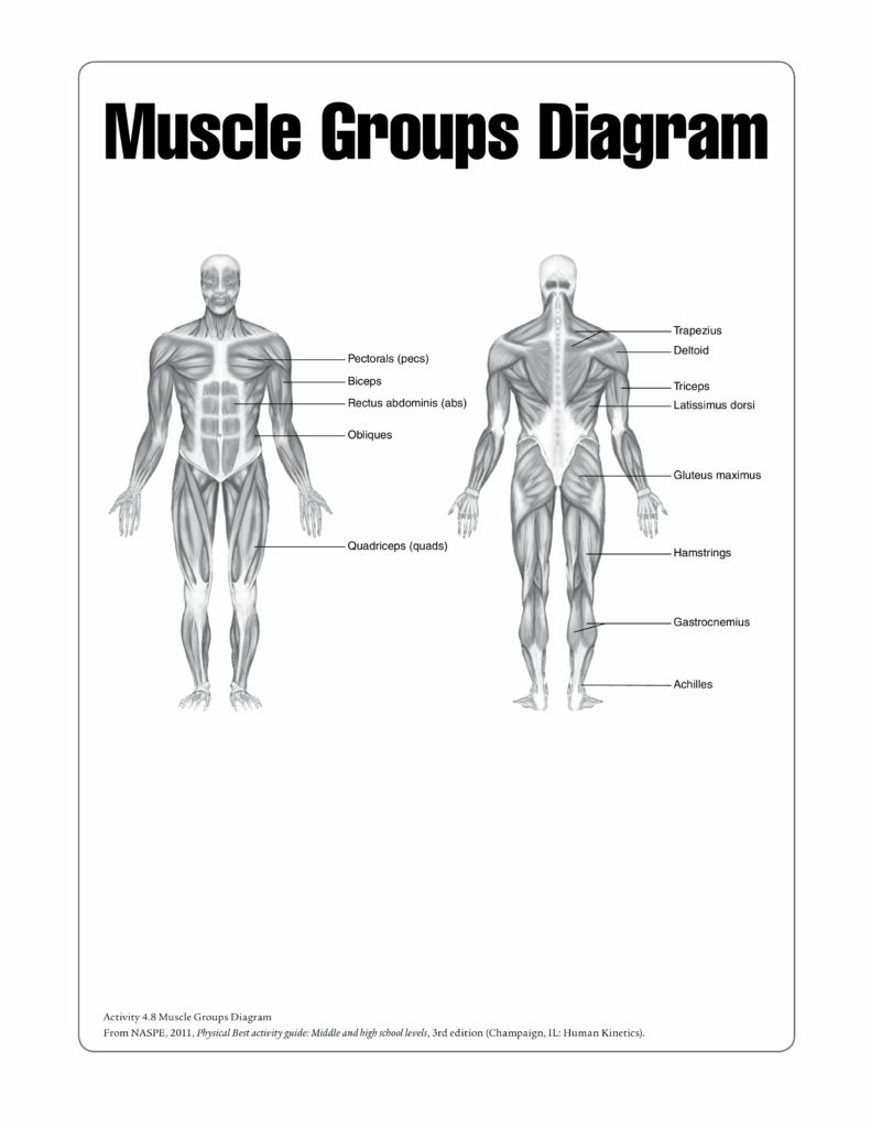 Printable Muscle Labeling Worksheet Printable Word Searches