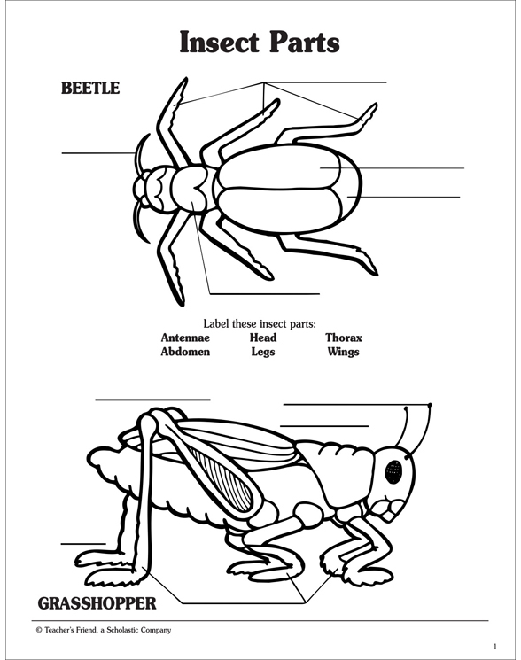 Printable Parts Of An Insect Worksheet Printable Templates