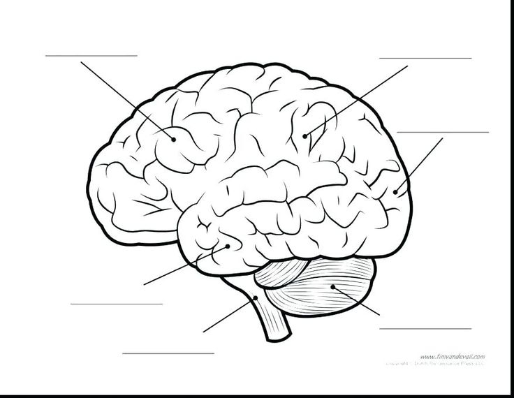 Printable Parts Of The Brain Coloring Sheet