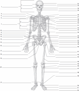 Printable Skeleton Labeling Worksheet