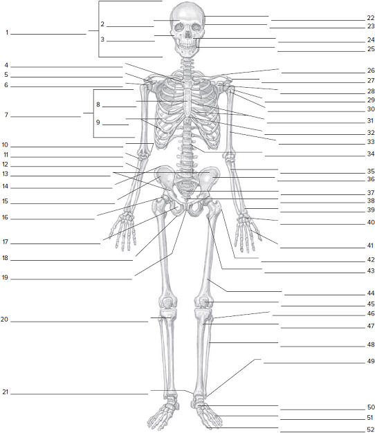 Printable Skeleton Labeling Worksheet