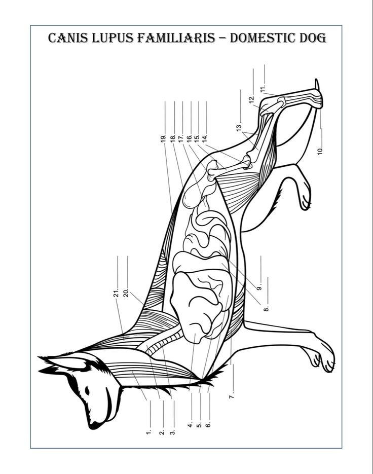 Printable Veterinary Anatomy Coloring Pages