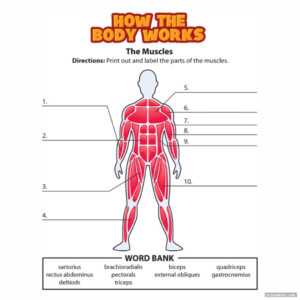 Printable Worksheets Muscle Anatomy Gridgit