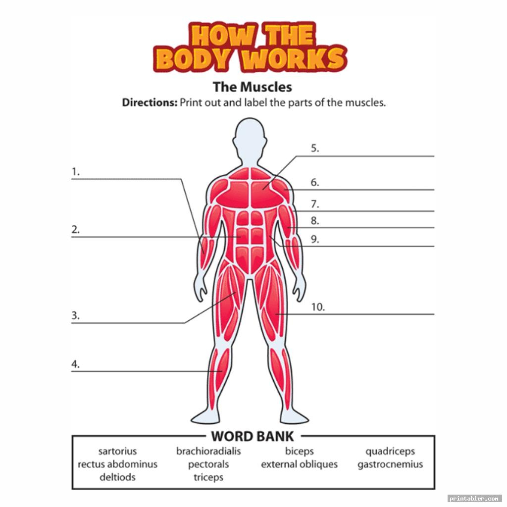 Printable Worksheets Muscle Anatomy Gridgit