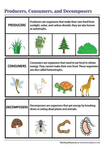 Producers Consumers And Decomposers Chart