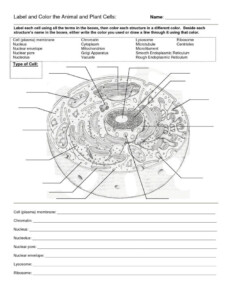 Prokaryotic Cell Worksheets