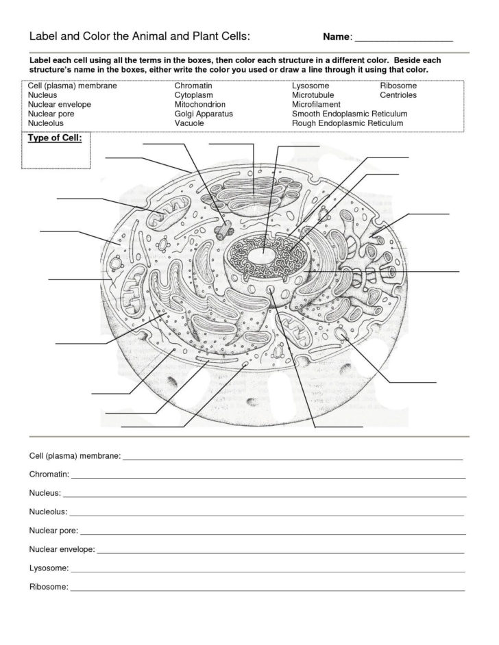 Prokaryotic Cell Worksheets