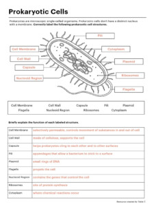 Prokaryotic Eukaryotic Cells Answers PDF Cell Biology