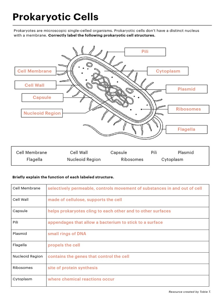Prokaryotic Eukaryotic Cells Answers PDF Cell Biology 