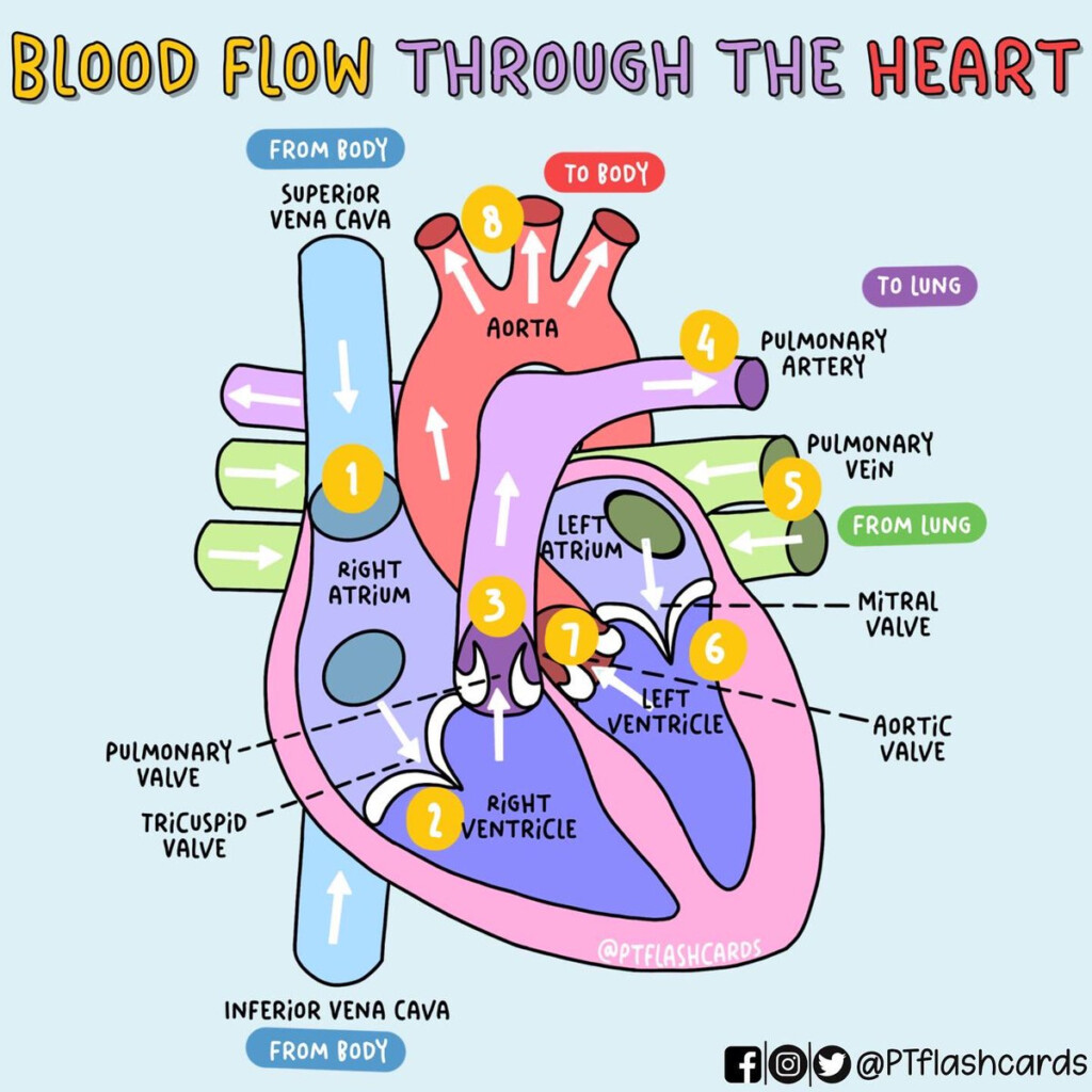 PT Flashcards On Twitter quot CARDIOVASCULAR SYSTEM Systemic And 