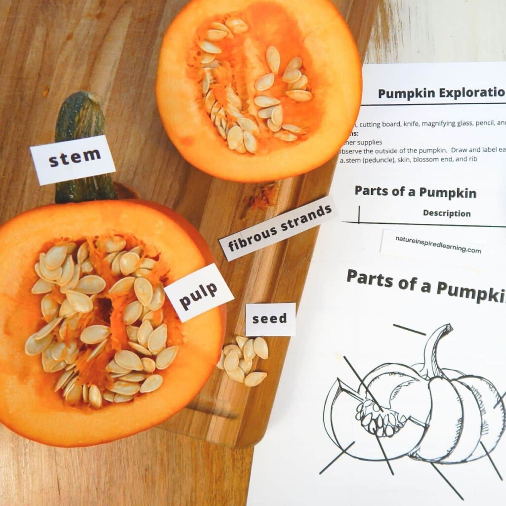 Pumpkin Exploration With Printables Worksheets Library