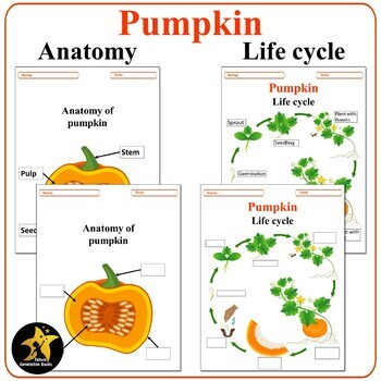 Pumpkin Life Cycle Activities Anatomy Of A Pumpkin Worksheets Back 