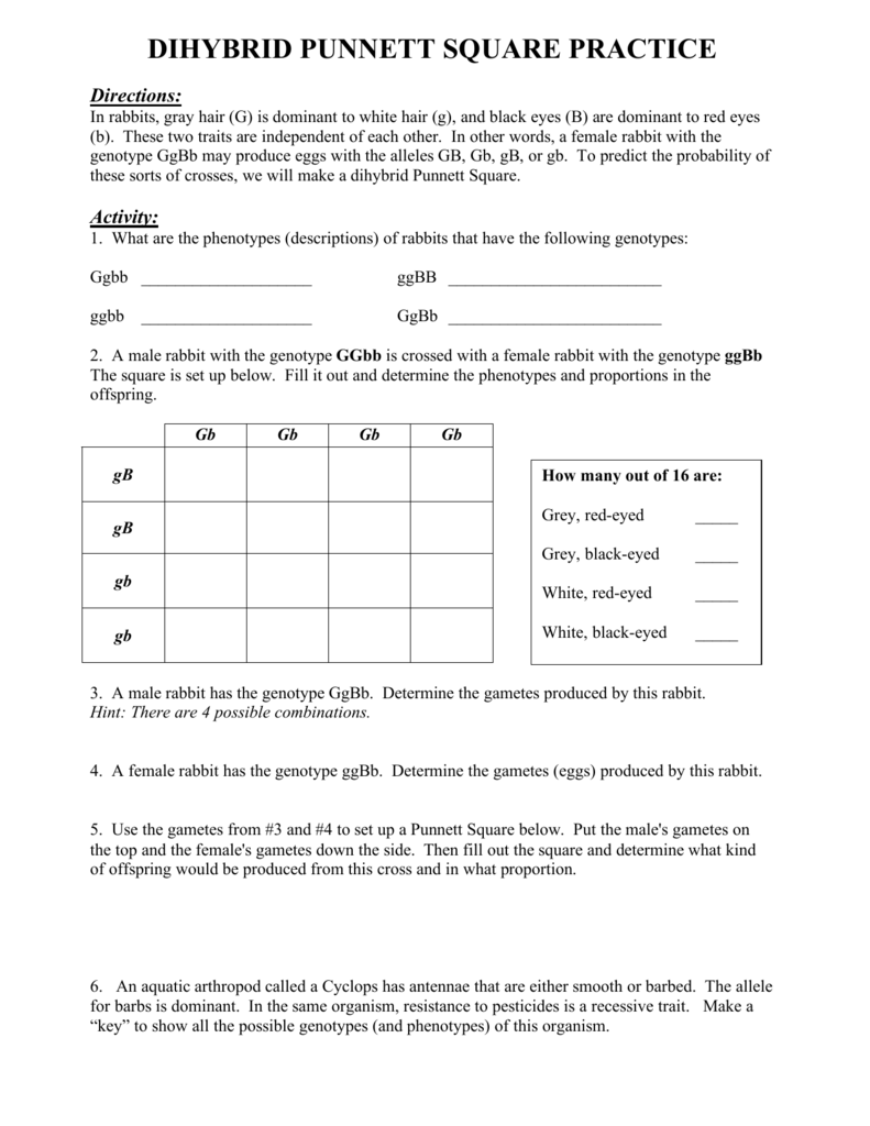 Punnett Square Dihybrid Cross Worksheet