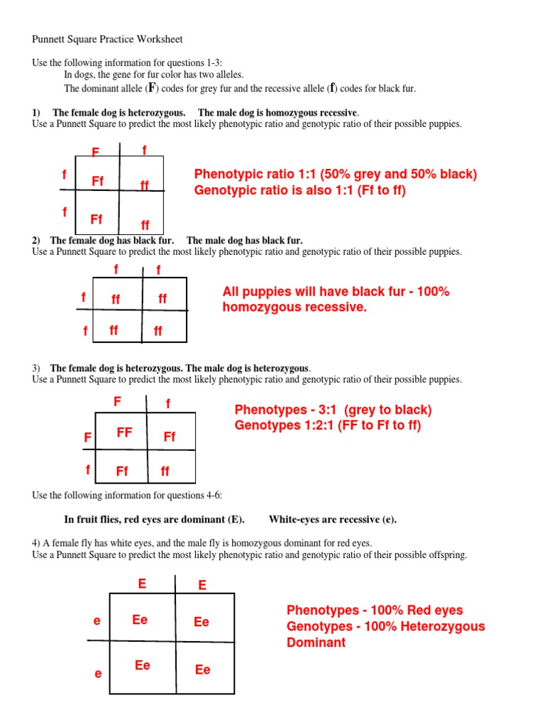 Punnett Square Practice Sheet Worksheets Library