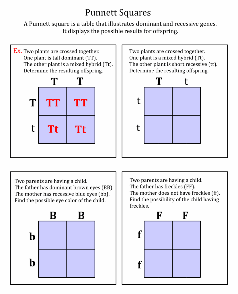 Punnett Square Practice Worksheet Doc Athens Mutual Student Corner