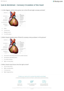 Quiz Worksheet Coronary Circulation Of The Heart Study