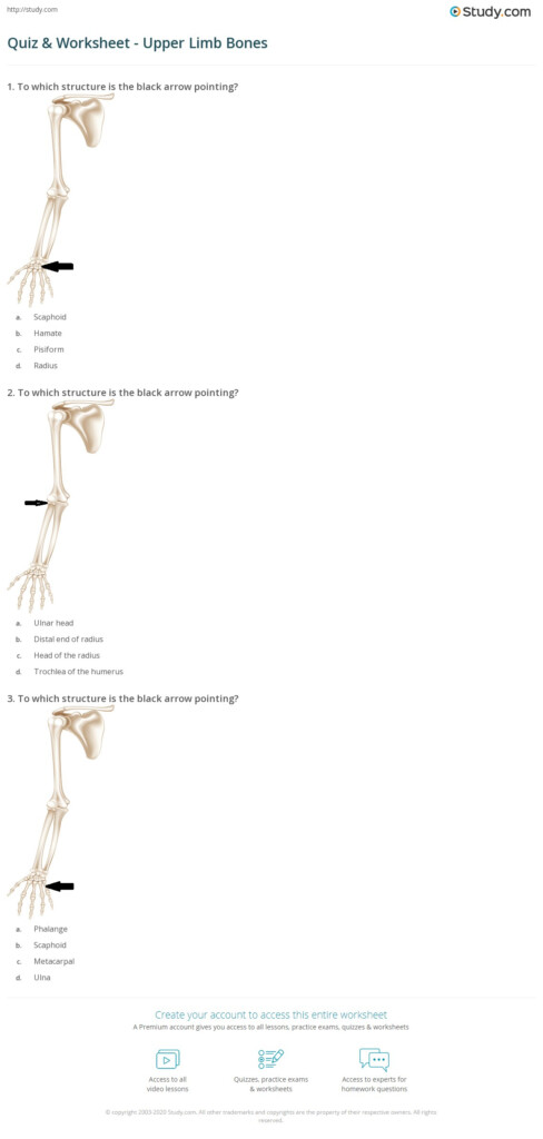 Quiz Worksheet Upper Limb Bones Study