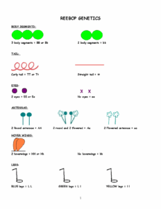 Reebops genetics 1 Worksheet REEBOP GENETICS BODY SEGMENTS 3 Body