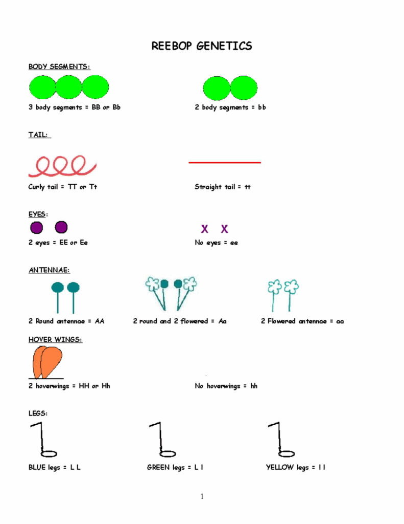 Reebops genetics 1 Worksheet REEBOP GENETICS BODY SEGMENTS 3 Body 