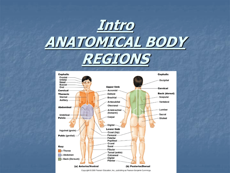 Regional Body Terms Anatomy