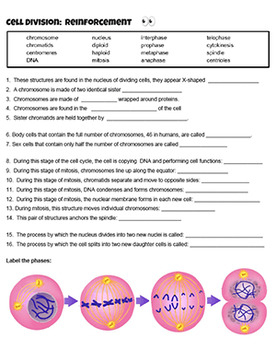 Reinforcement Cell Division Answer Key By Biologycorner TpT
