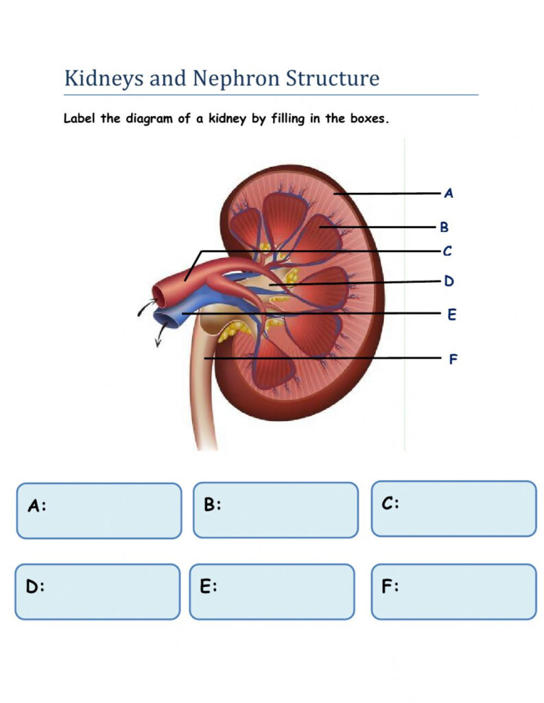 Renal Anatomy And Physiology Worksheet Anatomy Worksheets