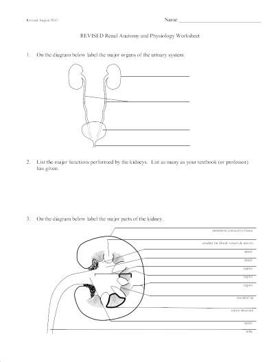 Renal Anatomy And Physiology Worksheet Answers Anatomy Worksheets