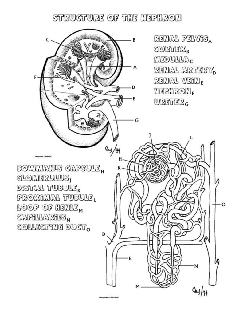 Renal Anatomy And Physiology Worksheet Answers Anatomy Worksheets
