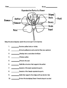 Reproductive Parts Of A Flower Worksheet Set By Windham Science TPT