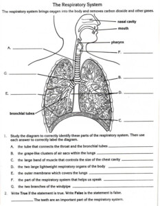 Respiratory System Comprehension Worksheets