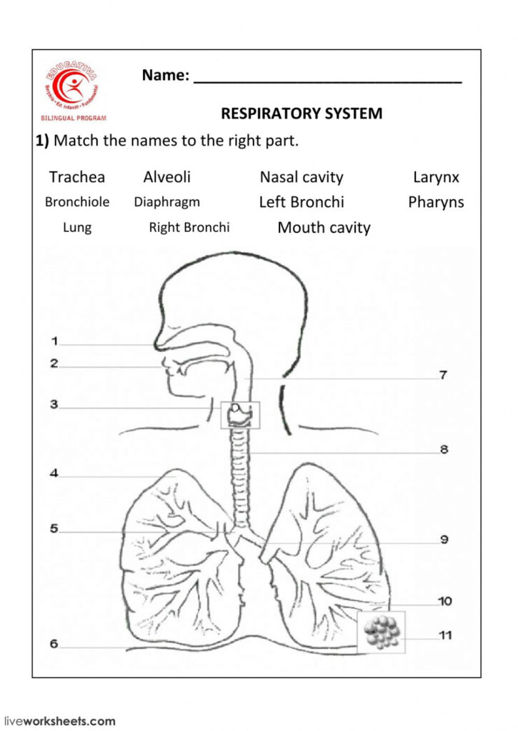 Respiratory System Labeling Worksheet