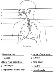 Respiratory System Labeling Worksheet