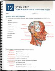 Review Sheets Ex 12 7th Ed pdf REVIEW SHEET Gross Anatomy Of The 