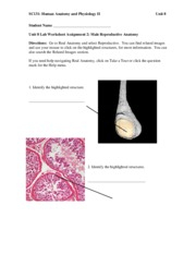 SC131 Unit 8 Assignment 2 Lab Worksheet Male Reproductive ANSWERS 
