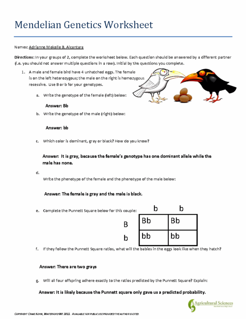 Science Medelian Genetics Activity Mendelian Genetics Worksheet Names 