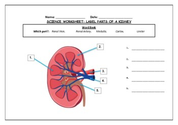 Science Worksheet Label The Parts Of A Kidney By Science Workshop