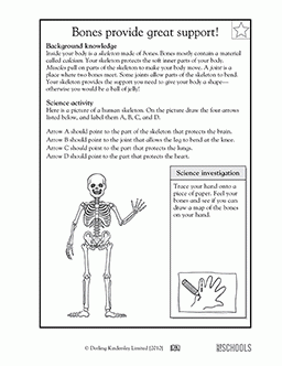 Science Worksheets For Grade 3 Human Body