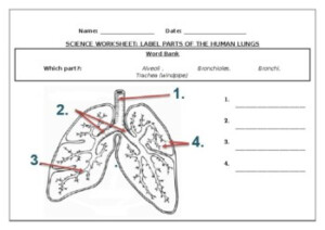 Science Worksheets Label Parts Of The Human Lungs By Science Workshop