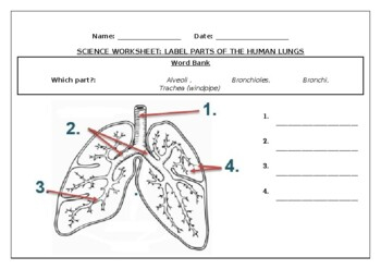 Science Worksheets Label Parts Of The Human Lungs By Science Workshop