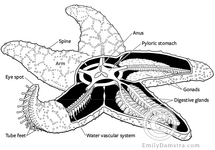 Sea Star Anatomy Emily S Damstra