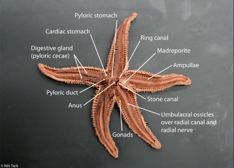 Sea Star Dissection Worksheet Printable Word Searches