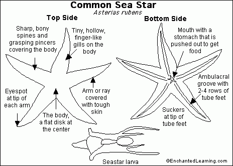 Sea Star External Anatomy