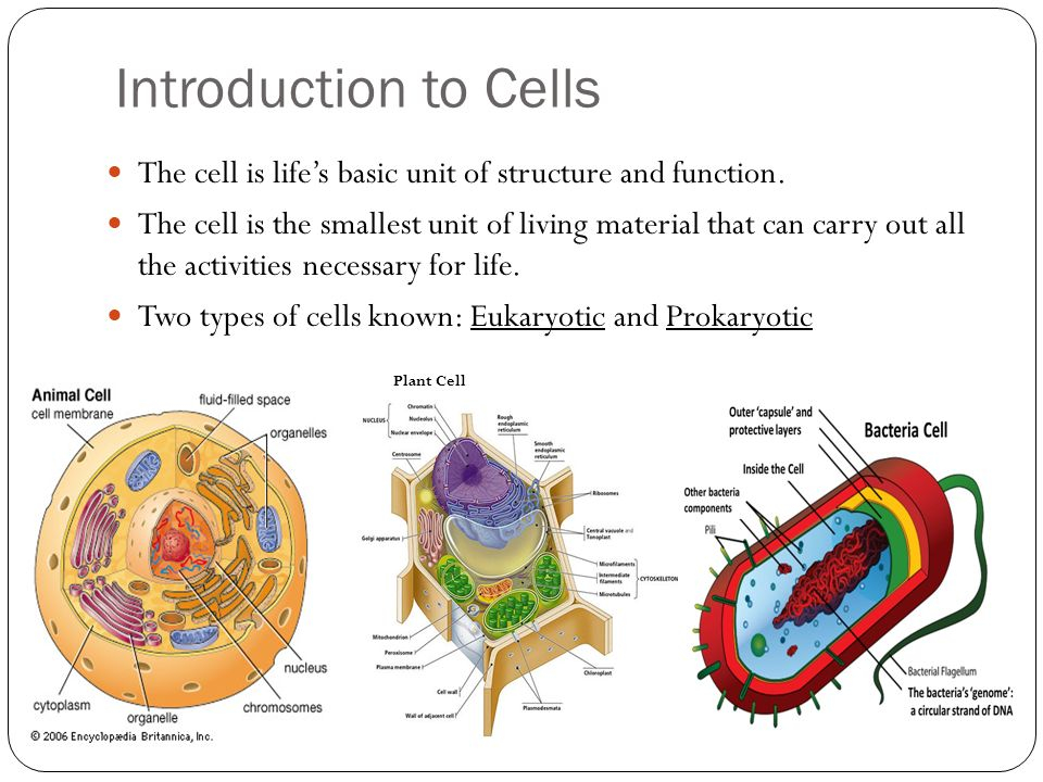 Section 4 2 Review Introduction To Cells