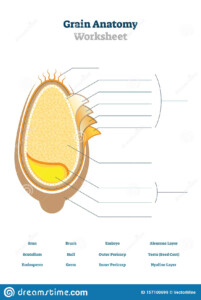Seed Anatomy Worksheet Anatomy Worksheets