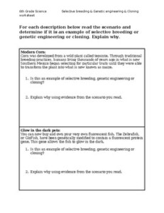 Selective Breeding And Genetic Engineering Worksheet By BioGenesis Emporium