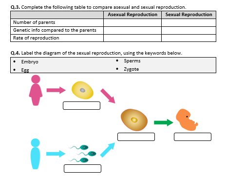 Sexual And Asexual Reproduction Worksheet Printable And Distance 