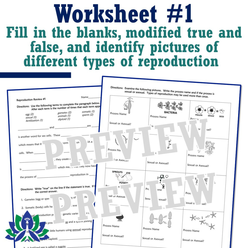 Sexual And Asexual Reproduction Worksheets Set Of 3 Flying Colors 